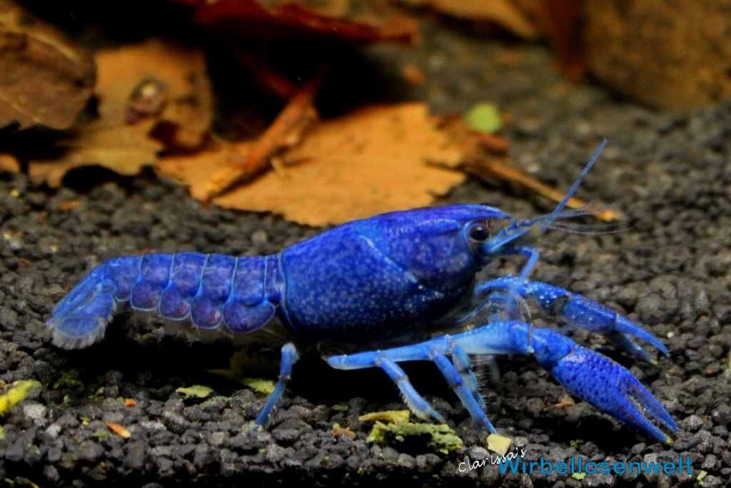 Procambarus alleni - Blauer Floridakrebs