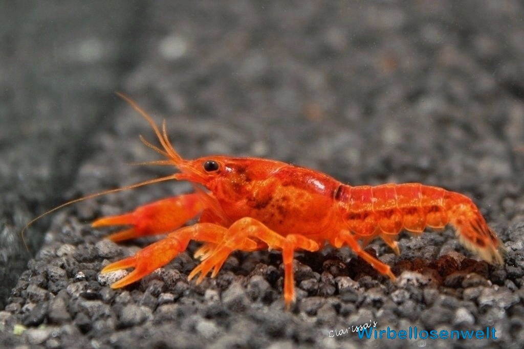 Cambarellus patzcuarensis orange