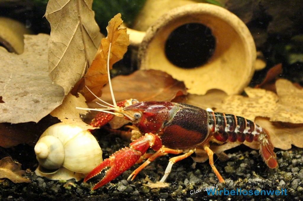 Procambarus clarkii var. "Ghost" Weibchen