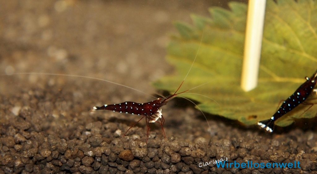 Caridina dennerli - Kardinalsgarnele