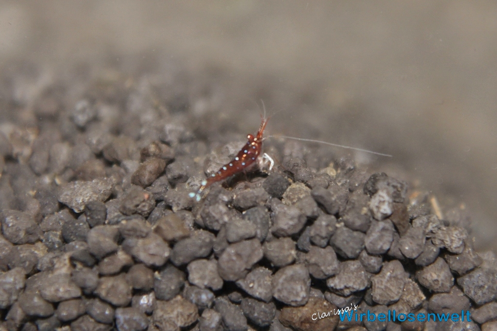 Caridina dennerli Baby