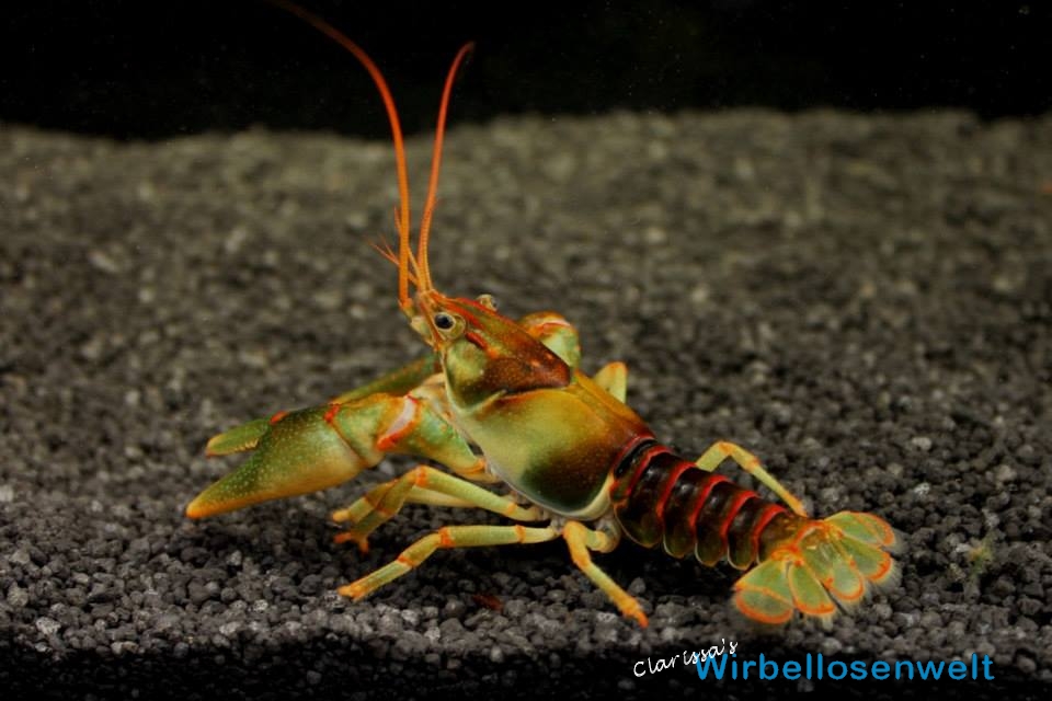 Orconectes luteus meramec green - Portrait von Chris Lukhaup