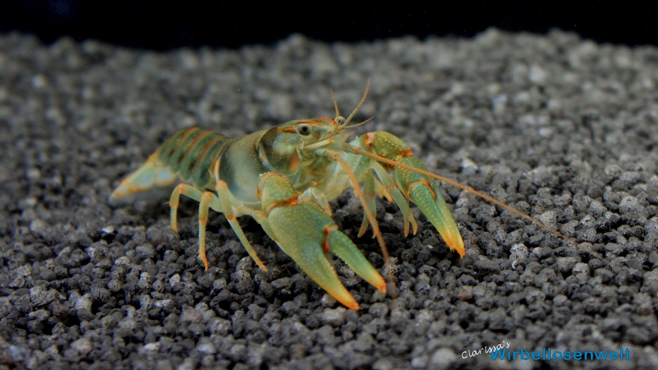 Junges Männchen des Orconectes luteus meramec green