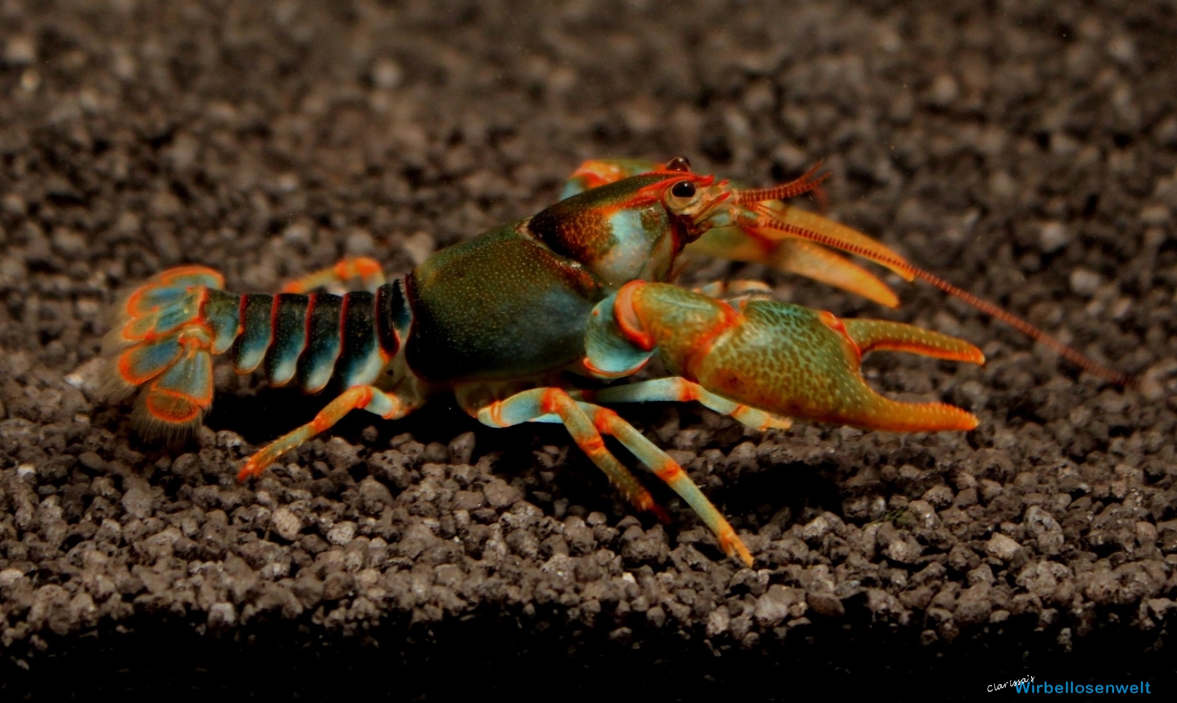 Cambarus manningi - Grünsattelkrebs