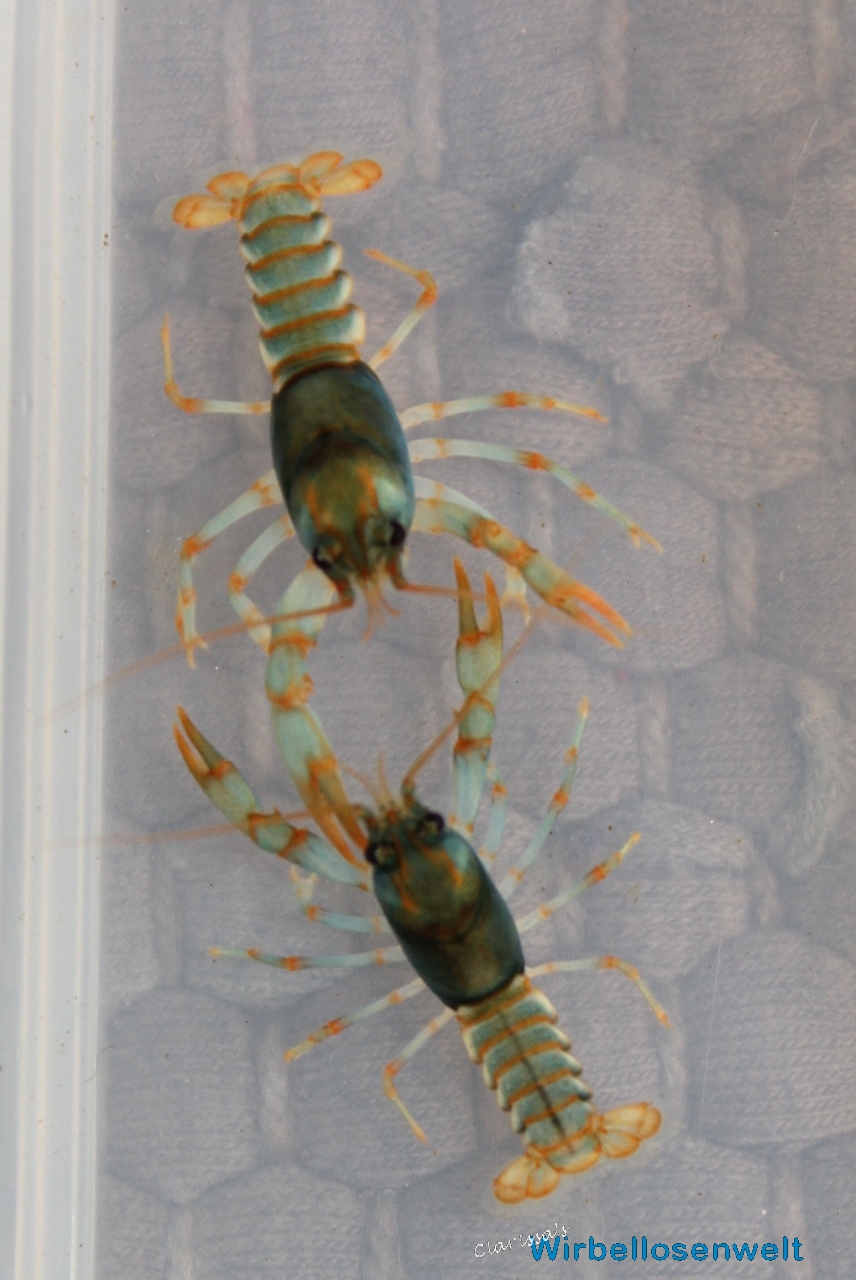 Cambarus manningi Jungtiere mit ca. 2,5cm