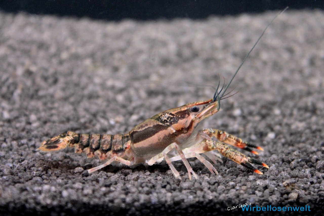 Procambarus ouachitae