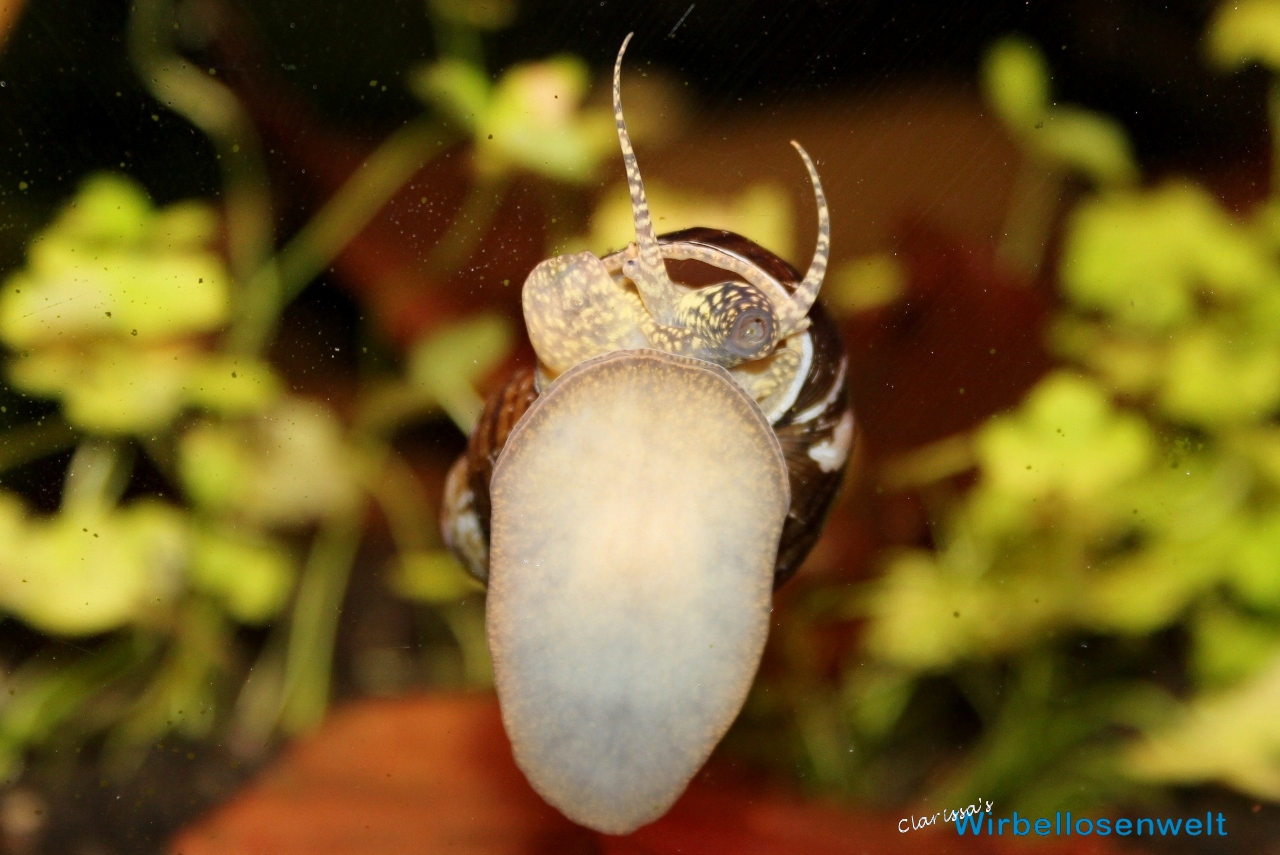 Sumpfdeckelschnecke Viviparus sp. india