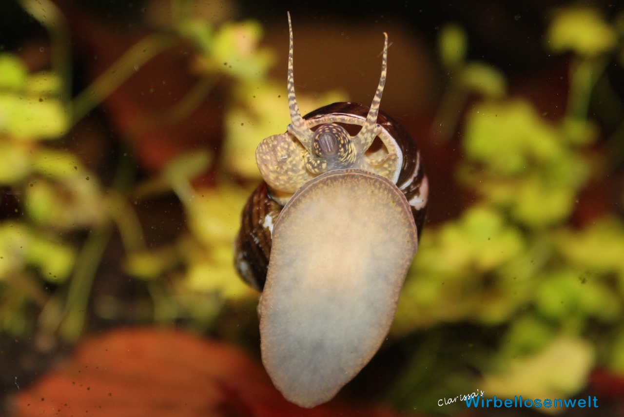 Sumpfdeckelschnecke Viviparus sp. india