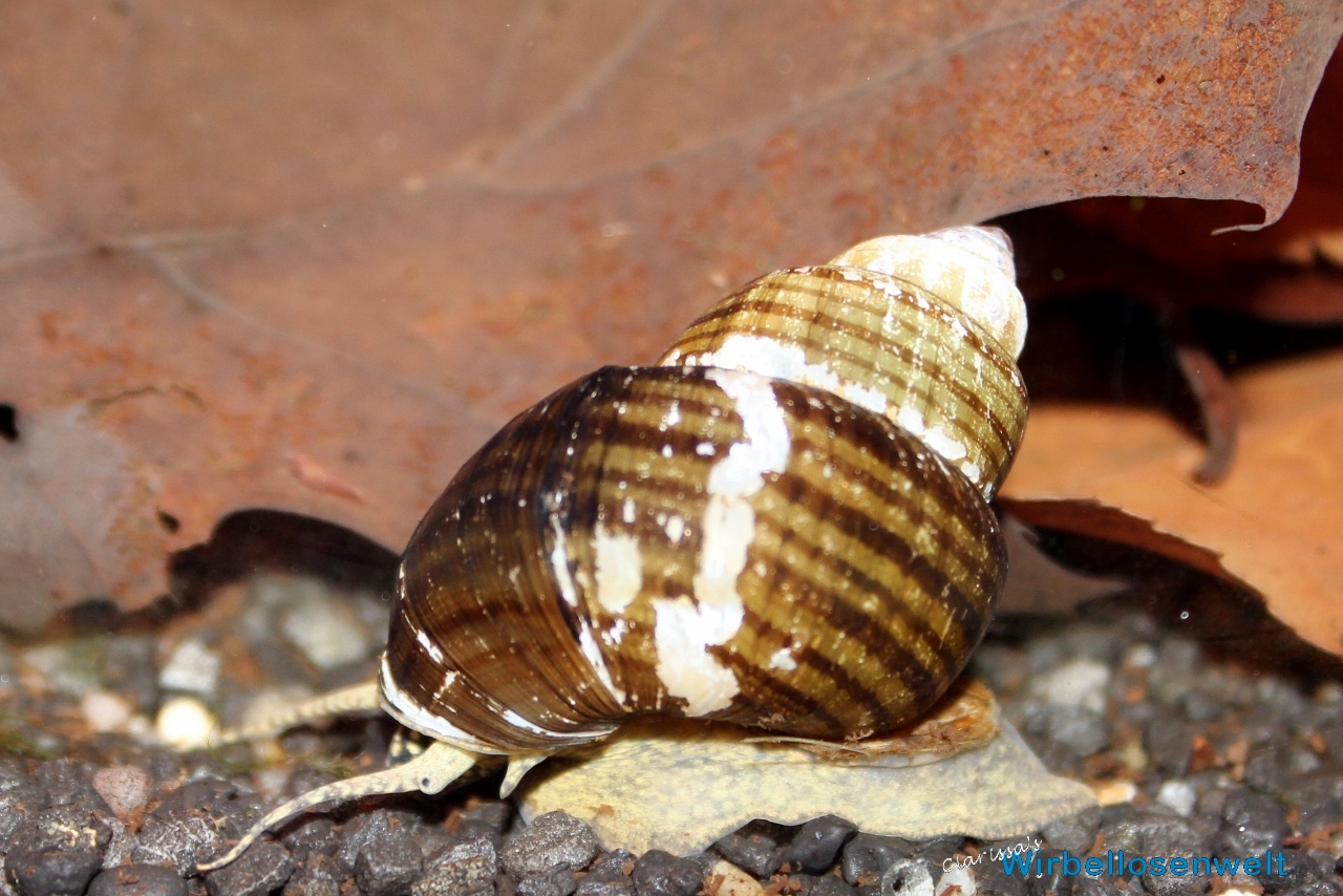 Viviparus sp. india