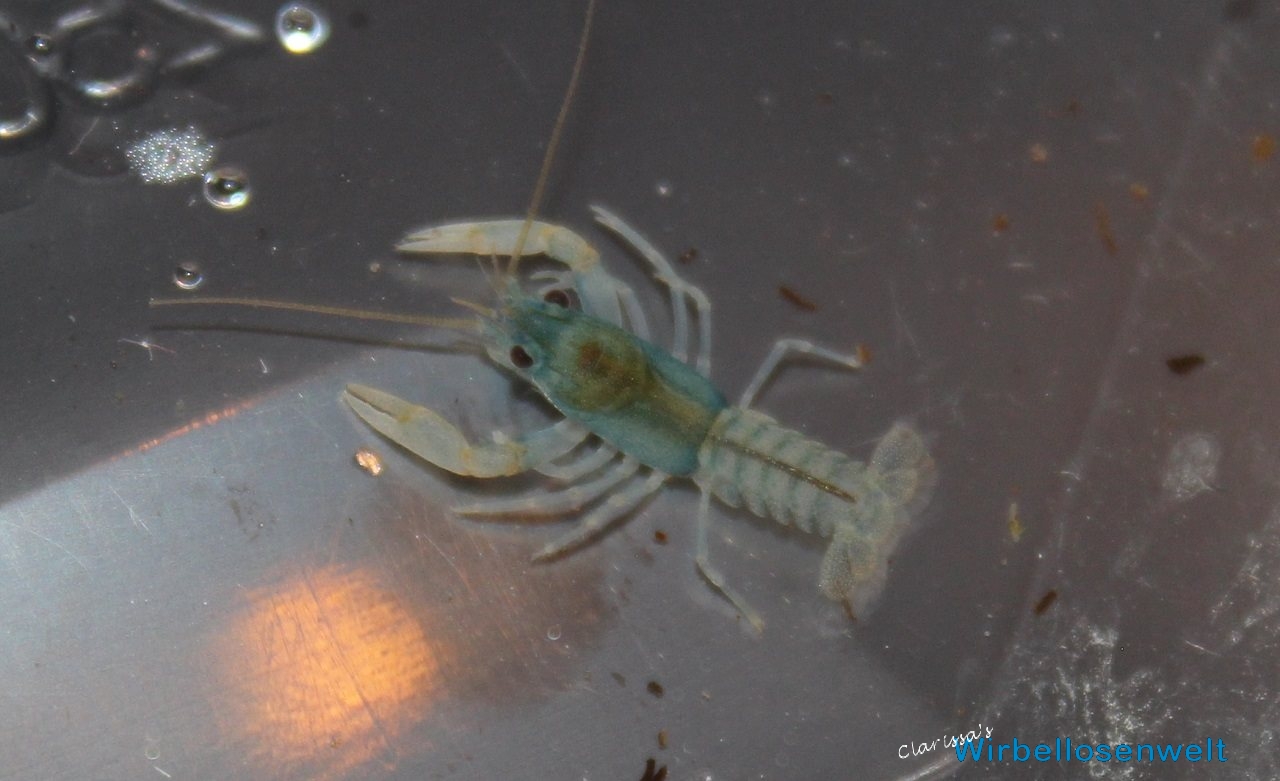 Cambarus rusticiformis Baby