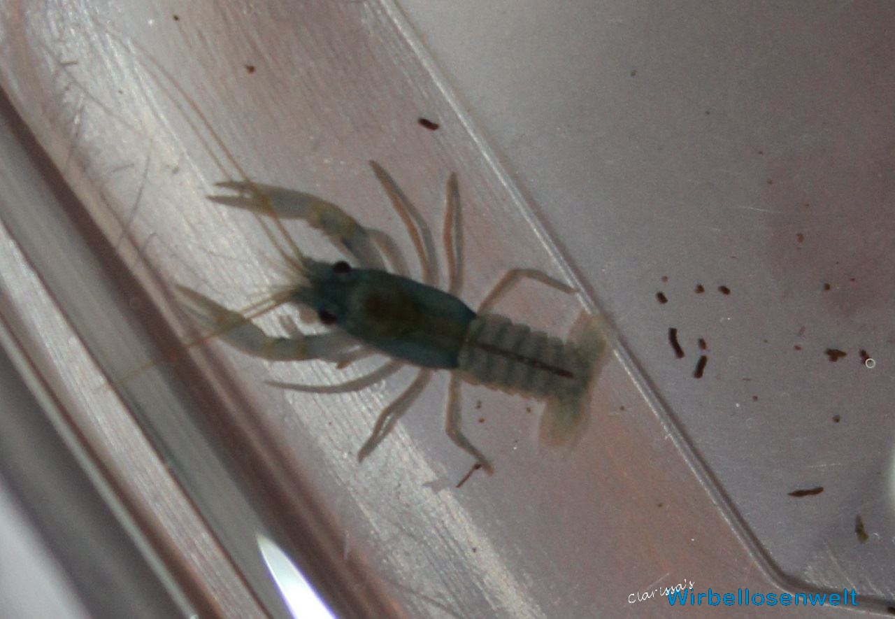 Cambarus rusticiformis Baby