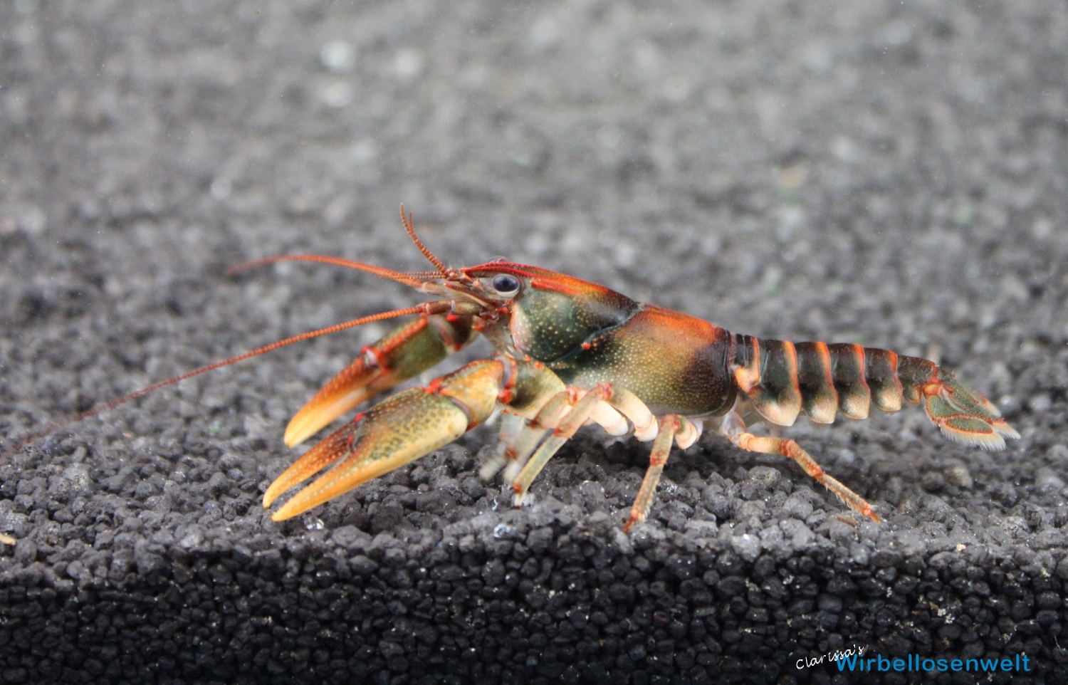 Cambarus scotti Männchen