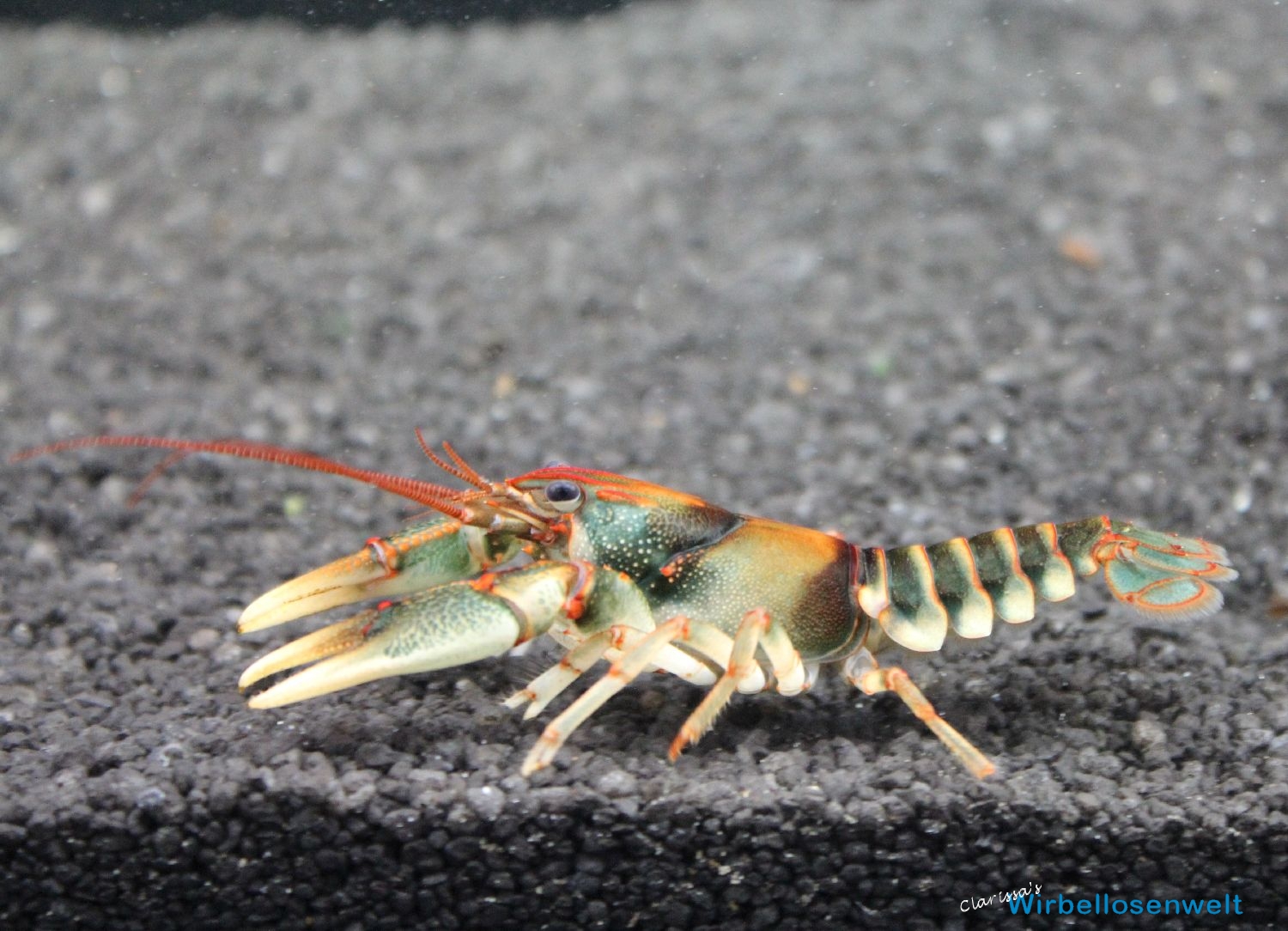 Cambarus scotti Weibchen