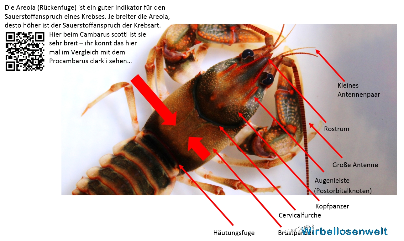 Aufbau des Vorderkörpers in der Dorsalansicht