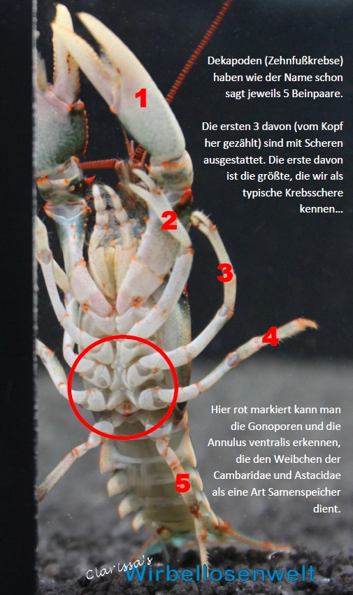 Ventralansicht eines weiblichen Cambarus scotti