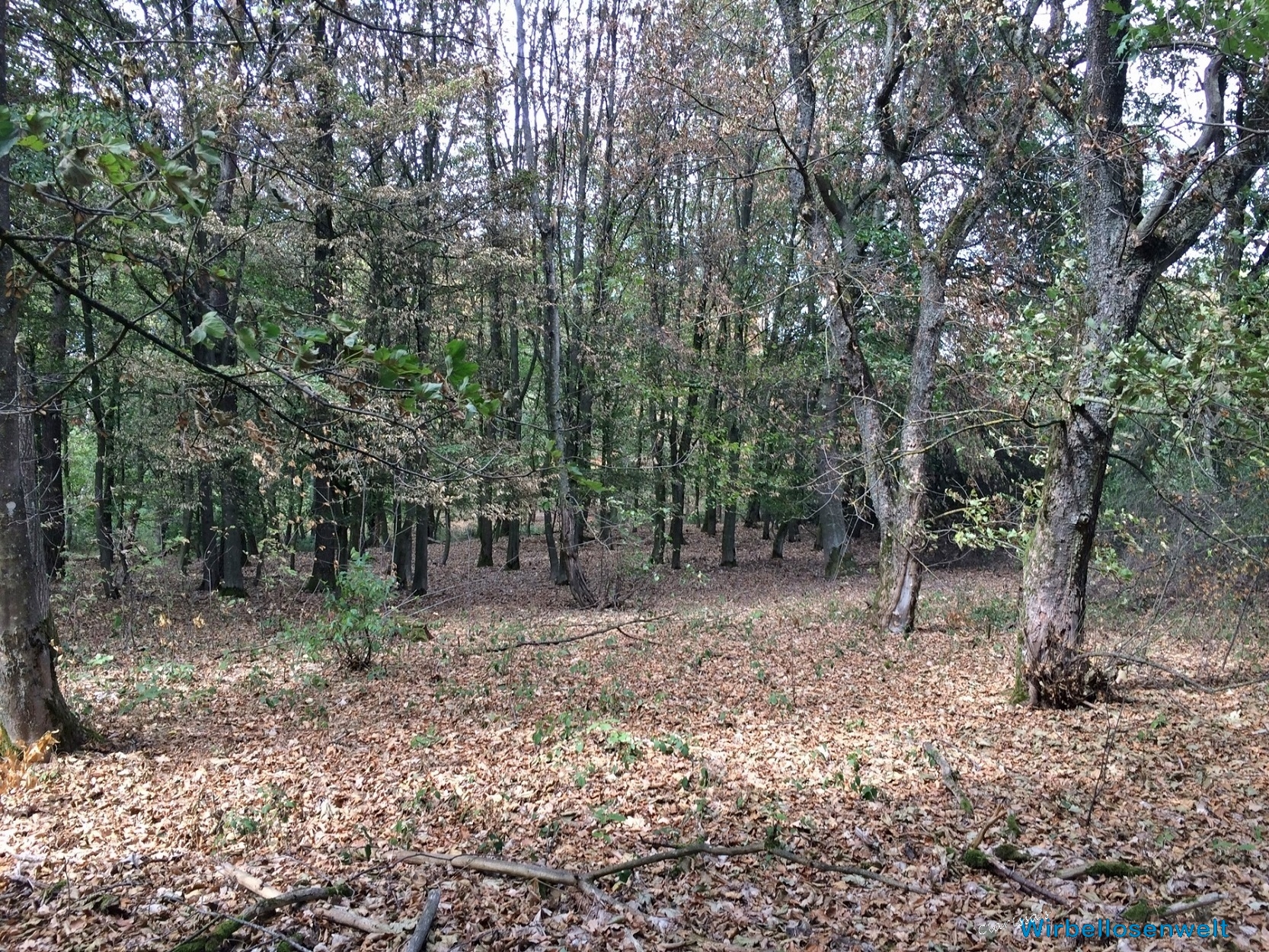 Einblick in den Wald, Anfang August 2019