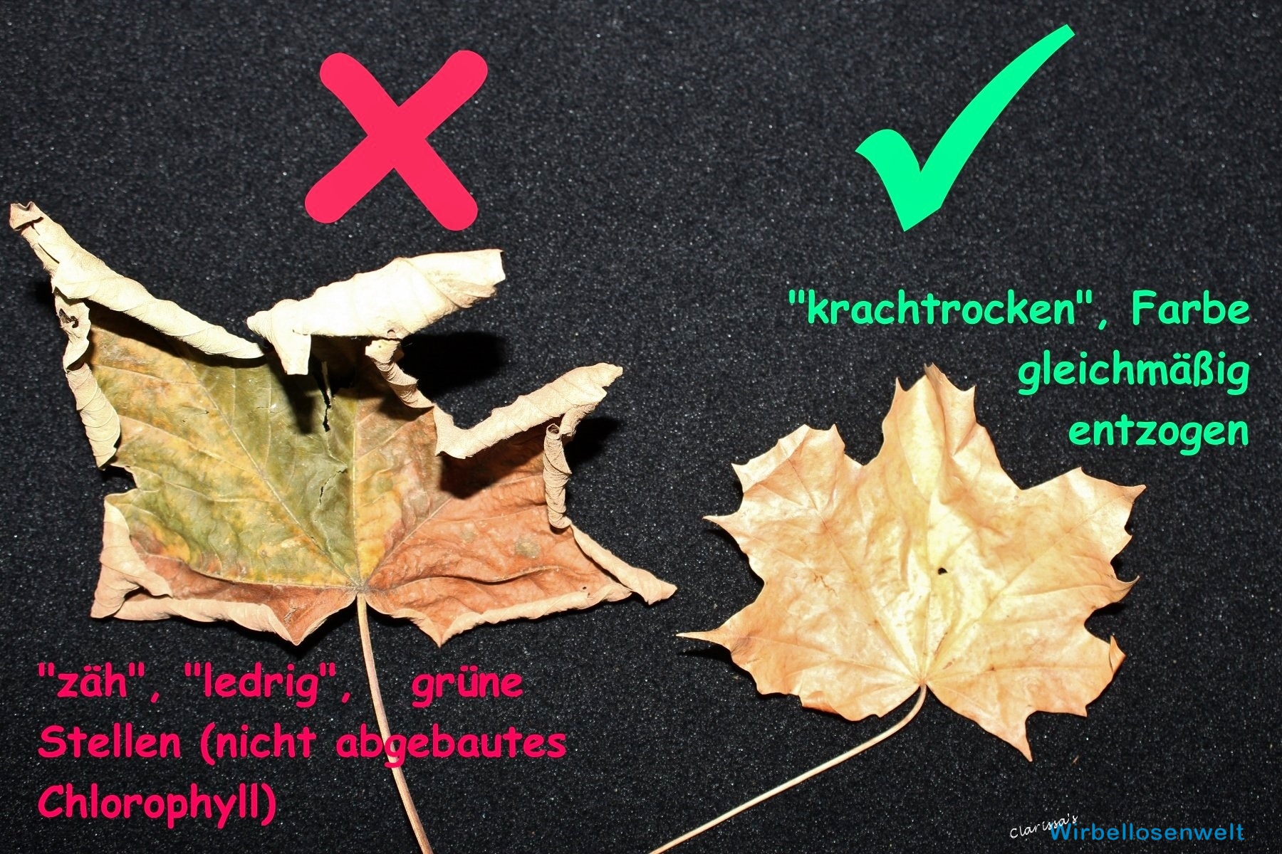 Nicht komplett entzogenes Chlorophyll