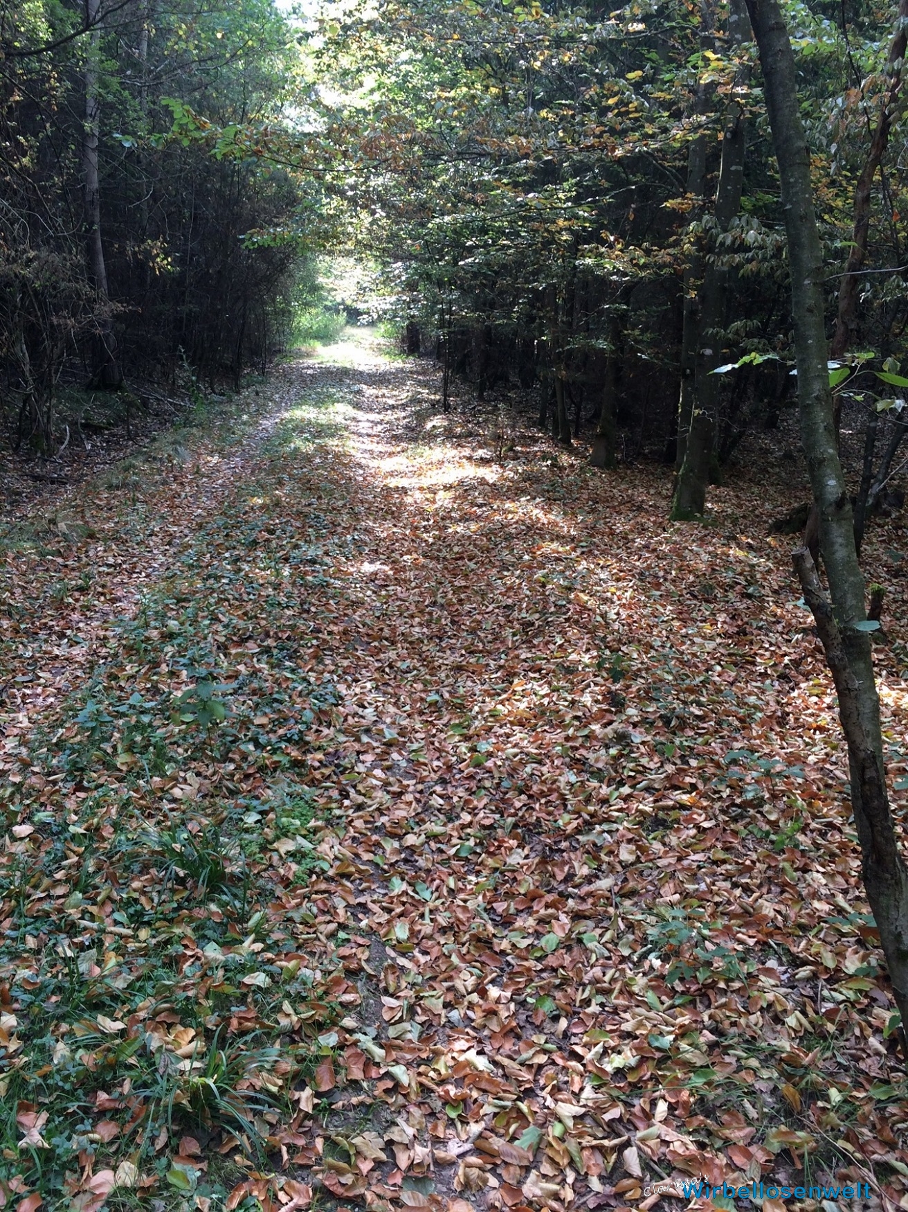 Laub entlang des Feldwegs, August 2018