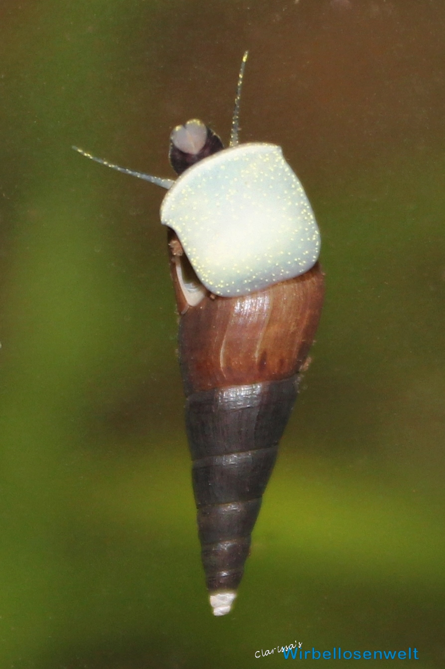 Mokka Turmdeckelschnecke - Melanoides tuberculata