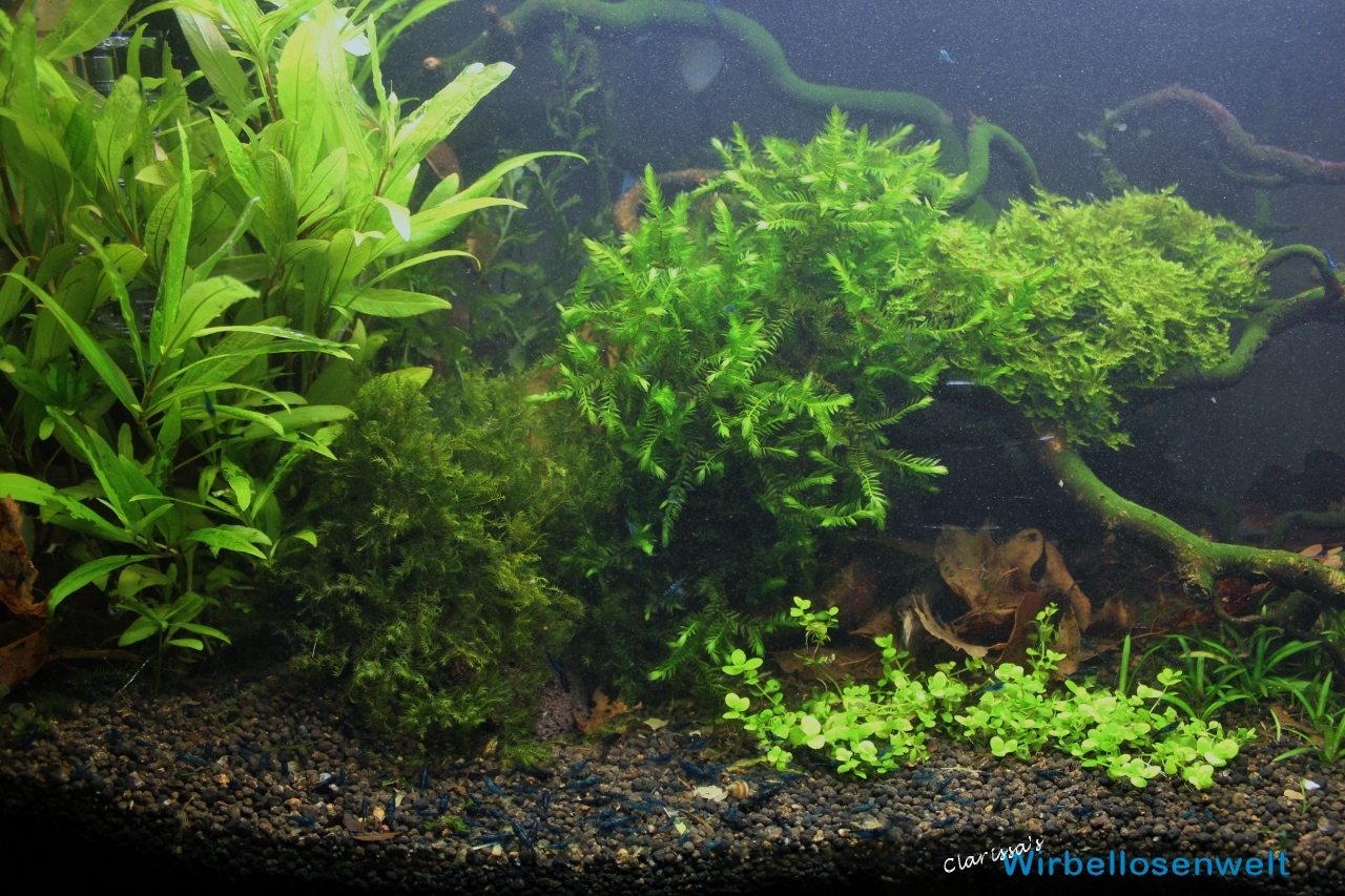 Vorher-Bild der linken Aquarienseite