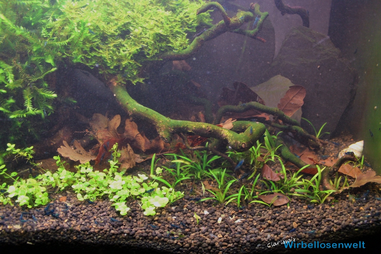 Vorher-Bild der rechten Aquarienseite