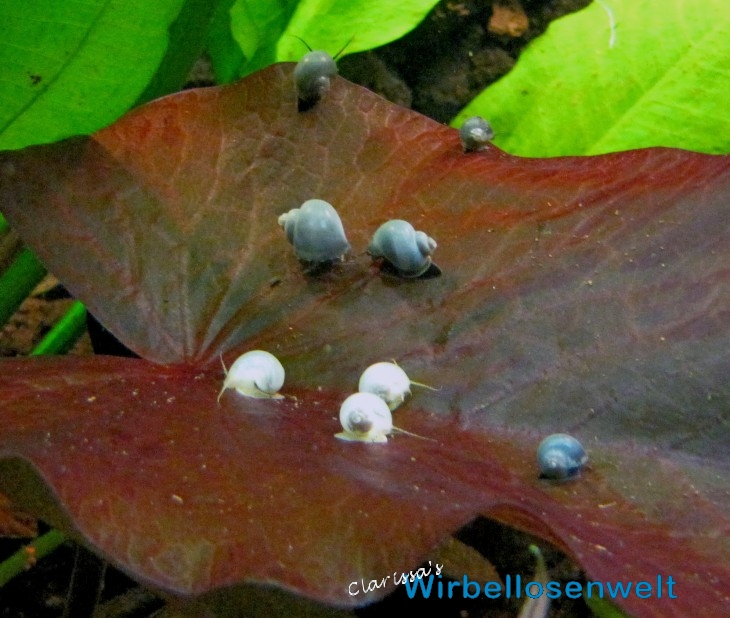 Weiße und blaue Apfelschnecken