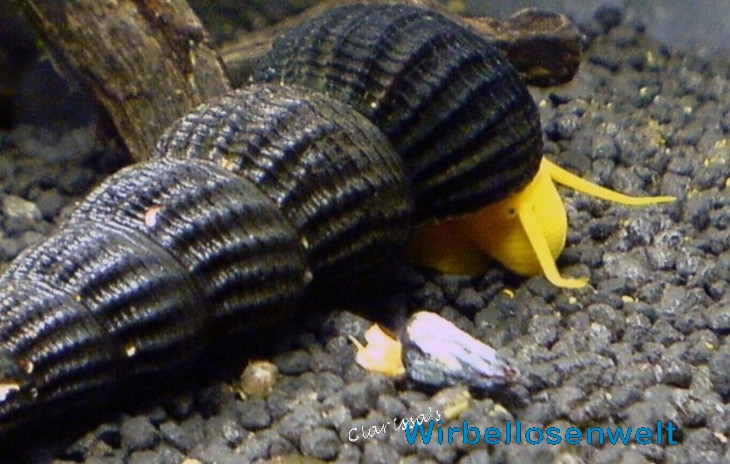 1 Tag altes Tylomelania Baby neben ausgewachsener Schnecke