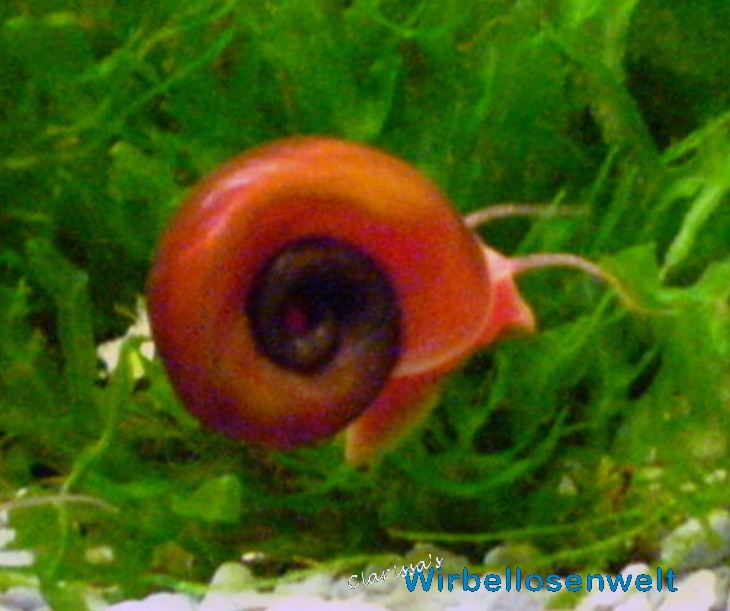 Rote Posthornschnecke